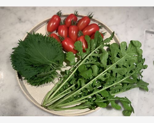 ルッコラ大葉アイコトマト